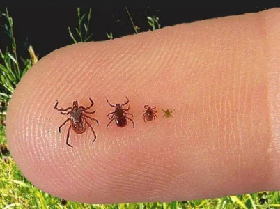 The smallest threat in the woods